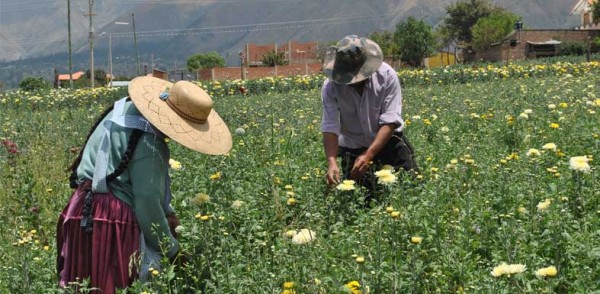 Las flores y Cochabamba