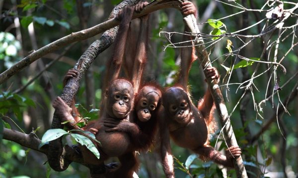 The 10 sustainable development goals that rainforests can help us achieve