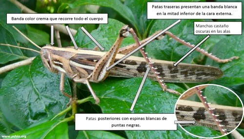 Posición de la Sociedad Boliviana de Entomología ante el Ataque de Langostas