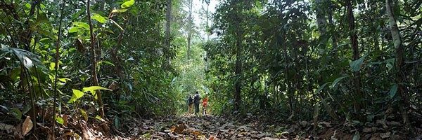 Boletín de CIFOR: los bosques nuestra mayor esperanza frente al calentamiento global