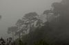 Bosque de Niebla - Autora: Elí García