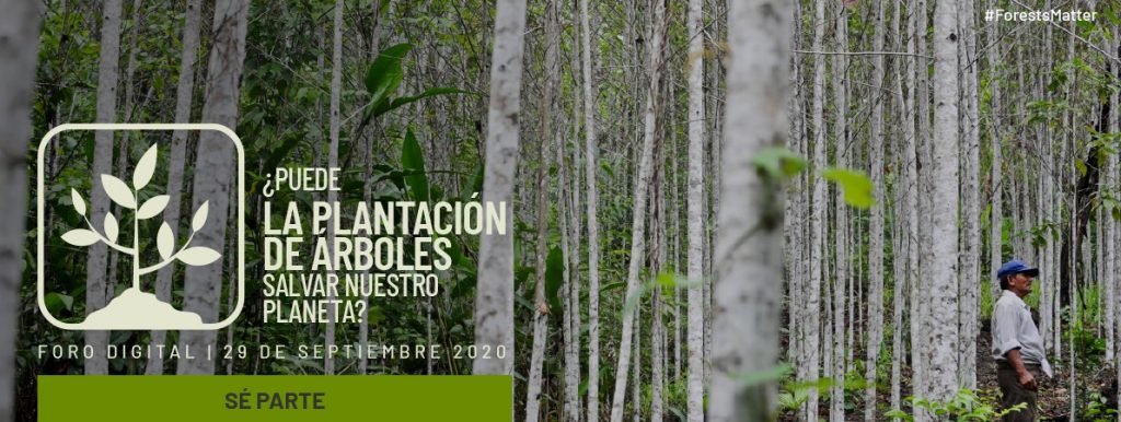 Puede la plantación de árboles salvar nuestro planeta? – Cebem