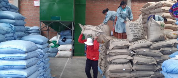 Se exportan 24,6 toneladas de café producido bajo sistemas agroforestales con el apoyo de WCS