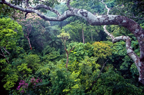 Día Internacional de los Bosques Tropicales, 26 de junio