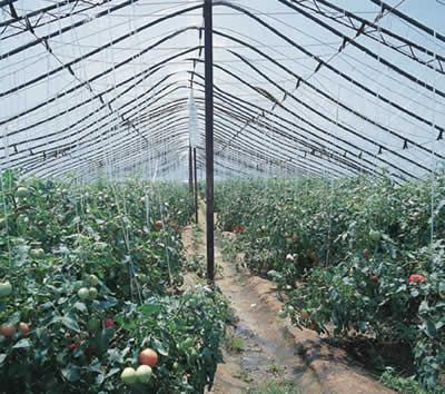 Plásticos en la actividad agrícola.