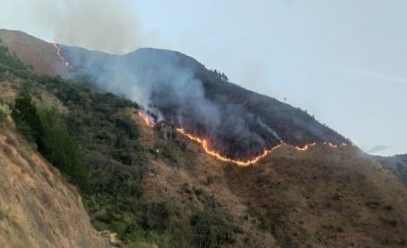 Incendios Forestales: Considerar acciones preventivas y no sólo reactivas.