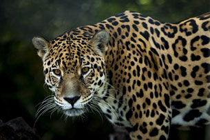 Día Mundial de la conservación del jaguar.