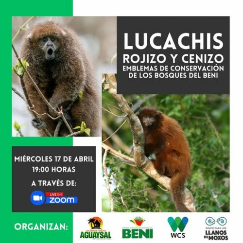 LUCACHIS ROJIZO Y CENIZO Emblemas de conservación de los bosques del Beni