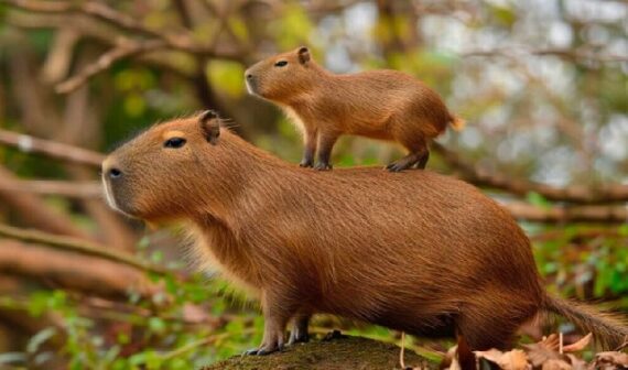 Capibara-o-Carpincho