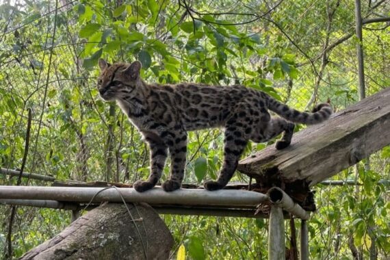 Leopardus-Tilcayo-Senda-Verde